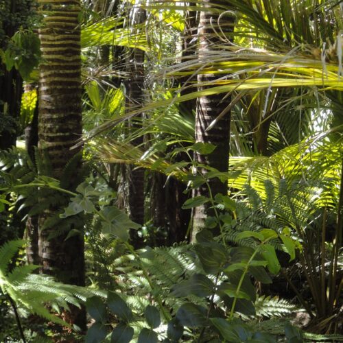 Doação Arvores na Amazônia
