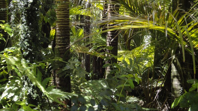Doação Arvores na Amazônia
